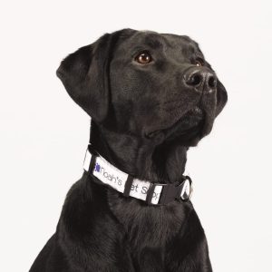 Full Color 1" Wide Adjustable Pet Collar